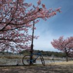 河津桜が見ごろです！🌸